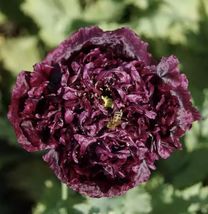 Purple Black Peony Double Flower Seeds - £5.25 GBP