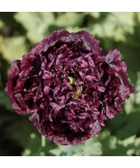 PURPLE BLACK PEONY DOUBLE FLOWER SEEDS - $6.69