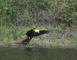 Bald Eagle New 8x10 Photo By Chris Mathein 8947 - $26.75