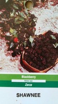 1 Shawnee, 1 Cheyenne, 2 Cherokee Blackberry Plants Plant Sweet Blackberries Now - £81.28 GBP