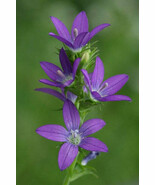 VC Triodanis Perfoliata Clasping Venus Looking-Glass 20 Seeds Easy Grow - $31.88 CAD