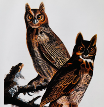 1979 Great Horned Owl Color Plate Print Audubon Birds Of America Vintage... - $34.99