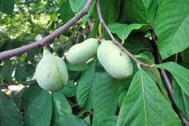 5 Seeds to Plant Paw Paw Tree Seeds Edible Fruit. Bonsai - £15.23 GBP