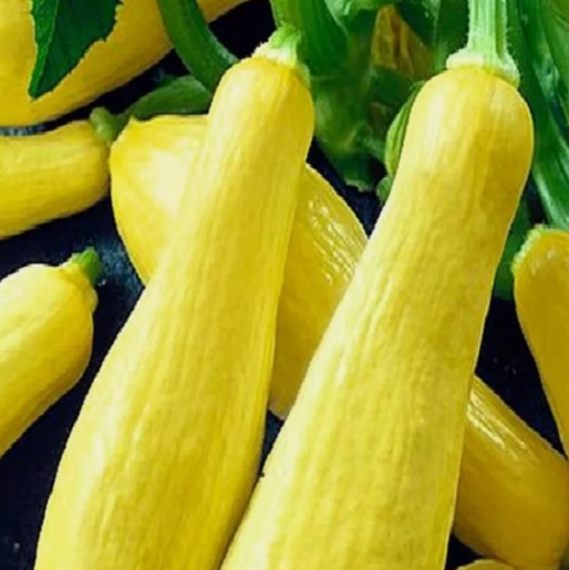 VC 20 Seeds Straightneck Squash Seeds  Nongmo Squash Seeds Fast Shipping US - $8.30