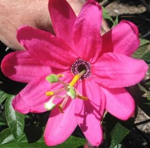 Fresh Passiflora tripartita mollissima Banana Poke Passion Flower 20 Seeds US Se - $25.90