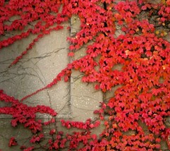 USA Seller Virginia Creeper Live Plant Seed Perennial Wall Cover Vine Red Wall I - $7.98