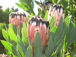 5 seeds Laurel Leaf Protea (Protea lauriflora) - $6.45