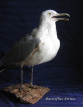 Taxidermy European Herring Gull Larus Argentatus Stuffed Bird Scientific Zoology - $455.00