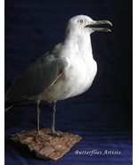 Taxidermy European Herring Gull Larus Argentatus Stuffed Bird Scientific... - $8,648.12 MXN