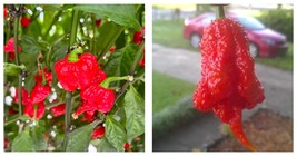 Carolina Reaper Pepper Seeds Red 200PCS Seeds - £22.83 GBP