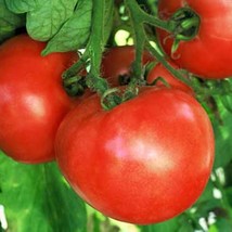 Early Wonder Tomato Heirloom Seeds Natural Grown Open Pollinated Ing Heirloom No - £10.14 GBP