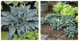 2.5&quot; pot 1 Live Potted Plant hosta WATERSLIDE small wavy blue compact - $38.99