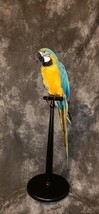 Blue and gold macaw  bird taxidermy mount - £2,791.31 GBP