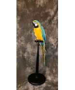 Blue and gold macaw  bird taxidermy mount - £2,752.57 GBP