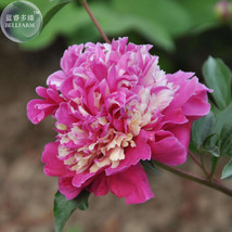 Peony Short Purple Petals Big Ball Centre Flower Seeds Strong Fragrant Flowers - £5.57 GBP