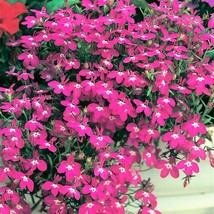 200 Magenta Pink Lobelia Regatta Lobelia Erinus Flower Seeds New Fresh Seeds - $14.90