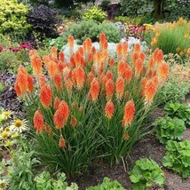 25 Poco Sunset Torch Lily Hot Poker Flower Seeds Seed 879 USA Fast Shipping - $13.49