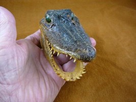 G-Def-252) 4-1/8&quot; Deformed Gator Alligator Head Jaw Teeth Taxidermy Weird Gators - £30.63 GBP