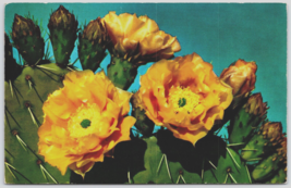 Prickly Pear Cactus Blooms Postcard Petley Phoenix Arizona Chrome - £4.31 GBP