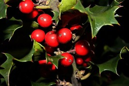 USA Store 40 Seeds English Holly Ilex Aquifolium Aka European Common Holly Tree  - £7.64 GBP