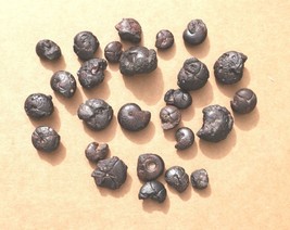 Collection of Goniatites Hematite Fossils from Morocco Devonian Fossil - $526.50 MXN