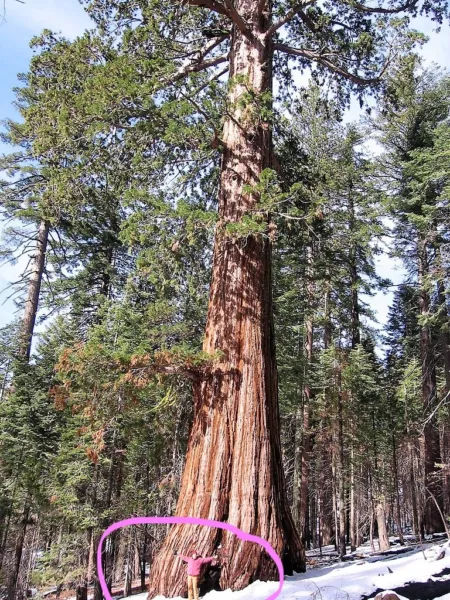 40 Giant Sequoia Sequoiadendron Giganteum Sierra Redwood Tree Seeds Fresh - £7.87 GBP