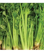 Celery Tall Utah Seeds 2000+ Vegetable Garden NON-GMO  - £3.68 GBP