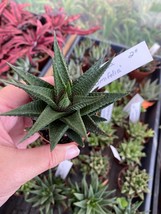 Succulent Haworthia Limifolia Fairy Washboard 2&quot; Pot Live Plant - $5.94