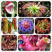 Hot Sale Insect Catching Plant Enchantress Carnivorous Bonsai Seeds  Professiona - £4.36 GBP