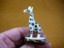 (TNE-GIR-590-b) baby African GIRAFFE TAGUA NUT Figurine VEGETABLE Art - $34.58