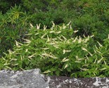 Mountain Pepper Bush {Clethra acuminata} Organic Heirloom 30+ seeds - $6.99