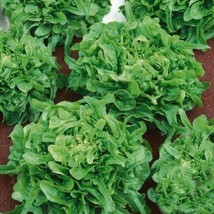 Sandy Green Oakleaf Lettuce 500 seeds - £6.39 GBP