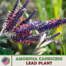  Lead Plant 200 Seeds, Amorpha canescens, Native Wildflower, Drought Tolerant - £8.95 GBP