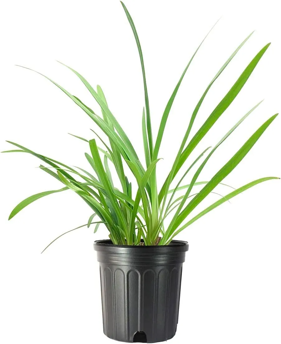 Agapanthus Africanus Lily of The Nile Large Plants - £50.24 GBP