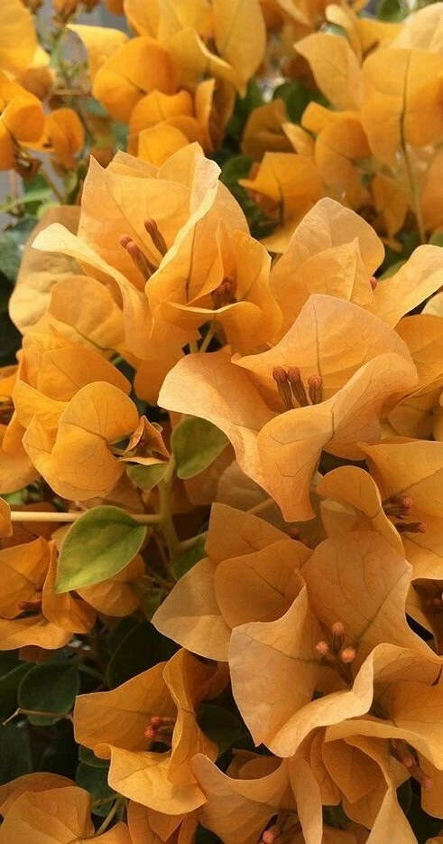 Well Rooted **TOPAZ GOLD** Bougainvillea starter/plug plant**USA SELLER** - $29.43