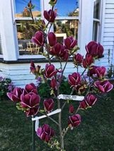 Genie magnolia hybrid tree deep plum purple thumb200