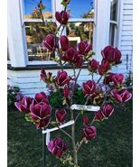 Genie~Magnolia Hybrid Tree~Deep Plum purple 1 Gallon Pot - $104.00