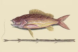 Large Snapper &amp; Tobacco Pipe Fish by Mark Catesby - Art Print - £17.68 GBP+