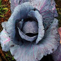 Cabbage, Red Acre, Heirloom, Organic 25+ Seeds, Colorful Tasty Healthy Veggie - £1.59 GBP