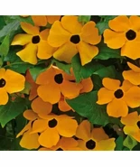 50 BLACK EYED SUSAN VINE SEEDS FLOWER GARDEN - $4.00