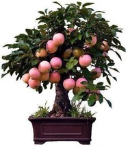 Fresh Dwarf Bonsai Apple Tree Seeds 50 Seeds Grow Exotic Indoor Fruit Bonsai - £13.95 GBP