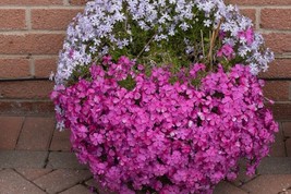 100 Kellys Eye Phlox Seeds Planting Fast US Shipping - $10.96