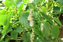 Semilir 10 Seeds Java Indian Patchouli Pogostemon Heyneanus Herb Shrub Flower Fr - £7.71 GBP