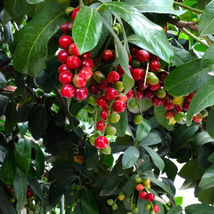 10 CHERRY LAUREL Prunus caroliniana image 2