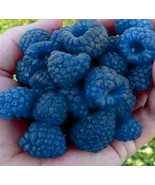 Grow in US 50+ Blue Raspberry Bush Seeds Sweet Edible Berry Fruitsin - £6.72 GBP