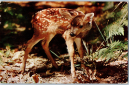 Baby Deer In The Woods Postcard Posted 1955 - £5.49 GBP