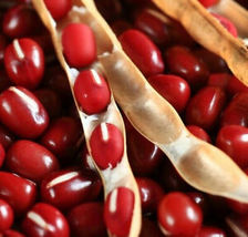 50 Pcs Adzuki Red Bean Seeds #MNTS - £6.31 GBP