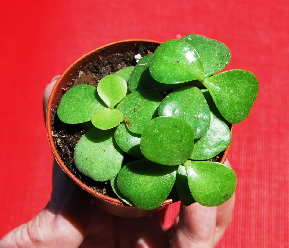 Elephant Bush - Portucalaria Afra Solid Green Bonsai – Mini Jade Tree Plant - £11.60 GBP