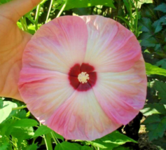 10 Pc Seeds Luna Pink Swirl Flower, Hibiscus Moscheutos Seeds for Planting | RK - £13.27 GBP