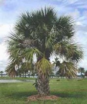 VP Hardy Sabal Palm Tree Cabbage Palmetto Flower 10 Seeds - £3.89 GBP